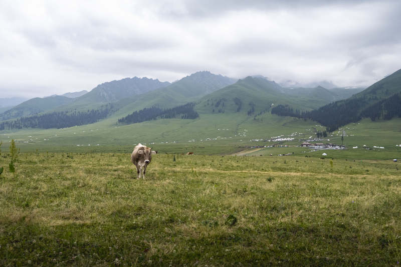 草原上的羊图片