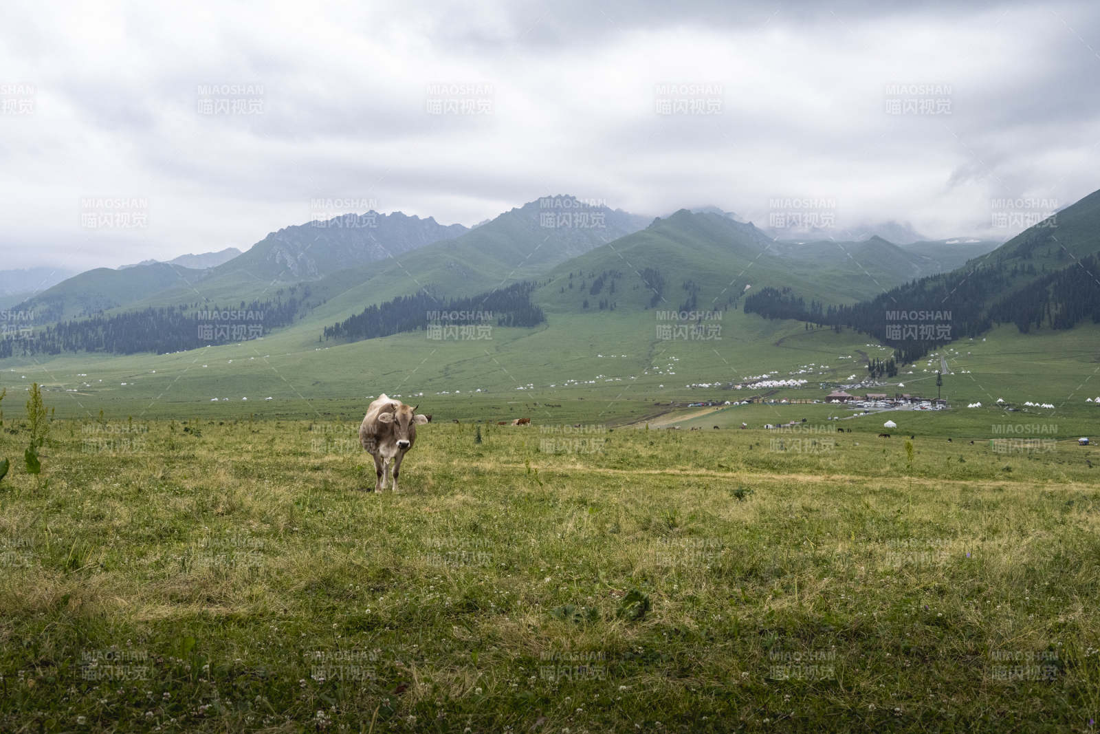草原上的羊图片