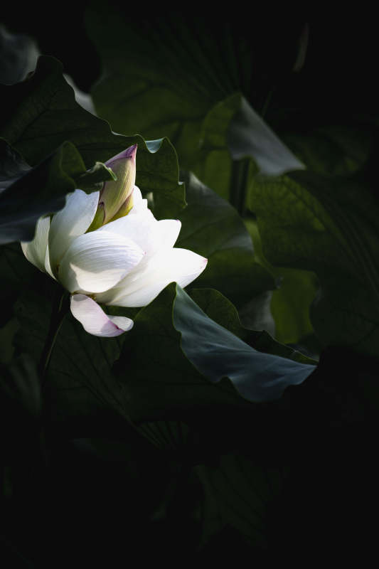 夜色中的白莲图片