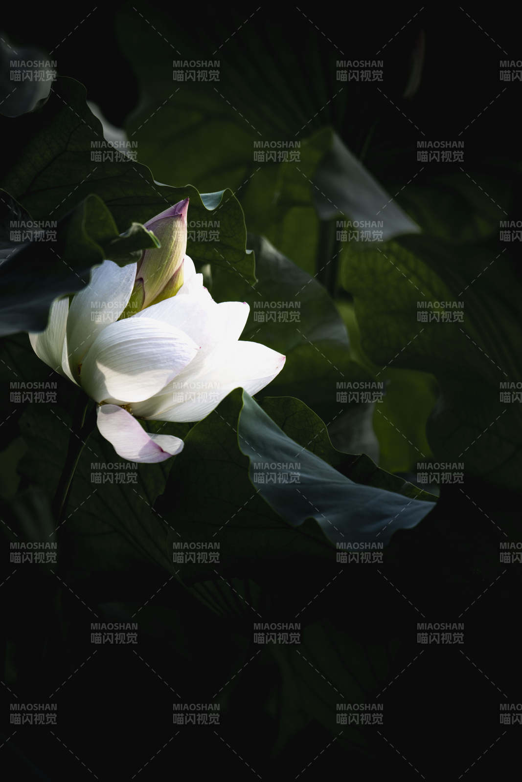 夜色中的白莲图片