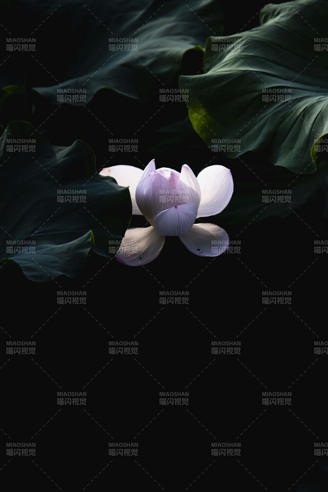 暗夜莲绽放图片