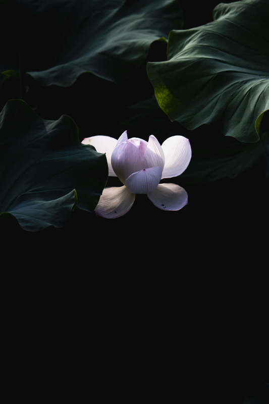 暗夜莲绽放图片