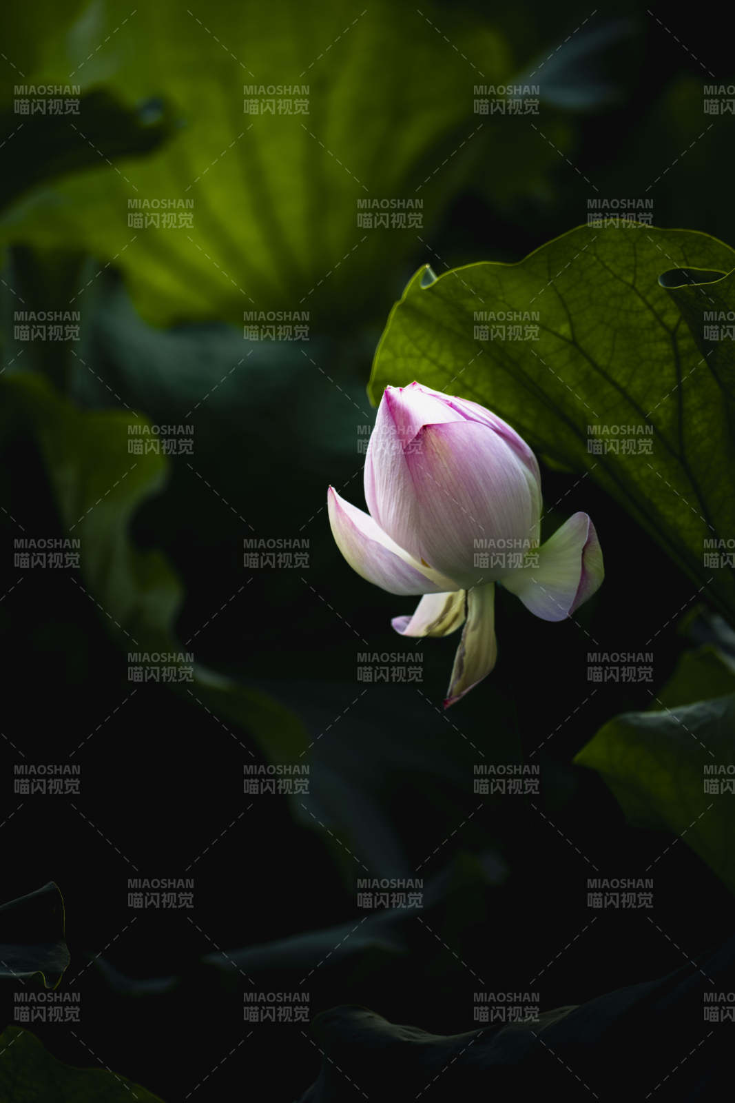 莲影幽香图片