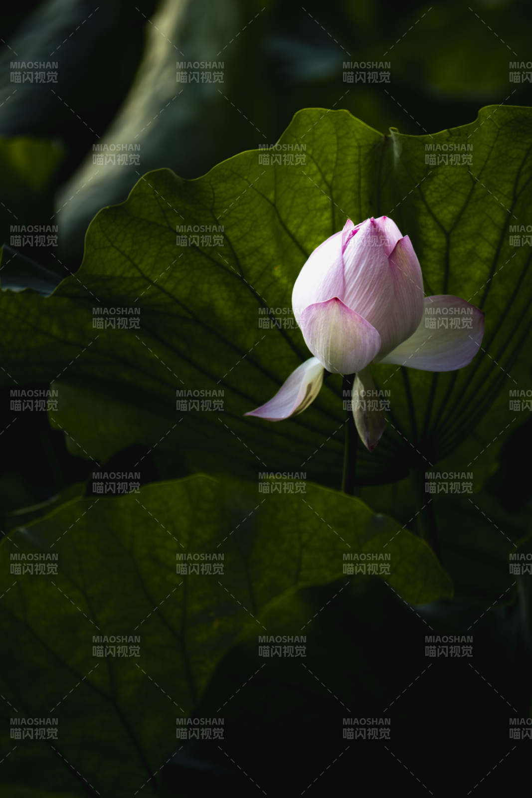 莲瓣初绽图片