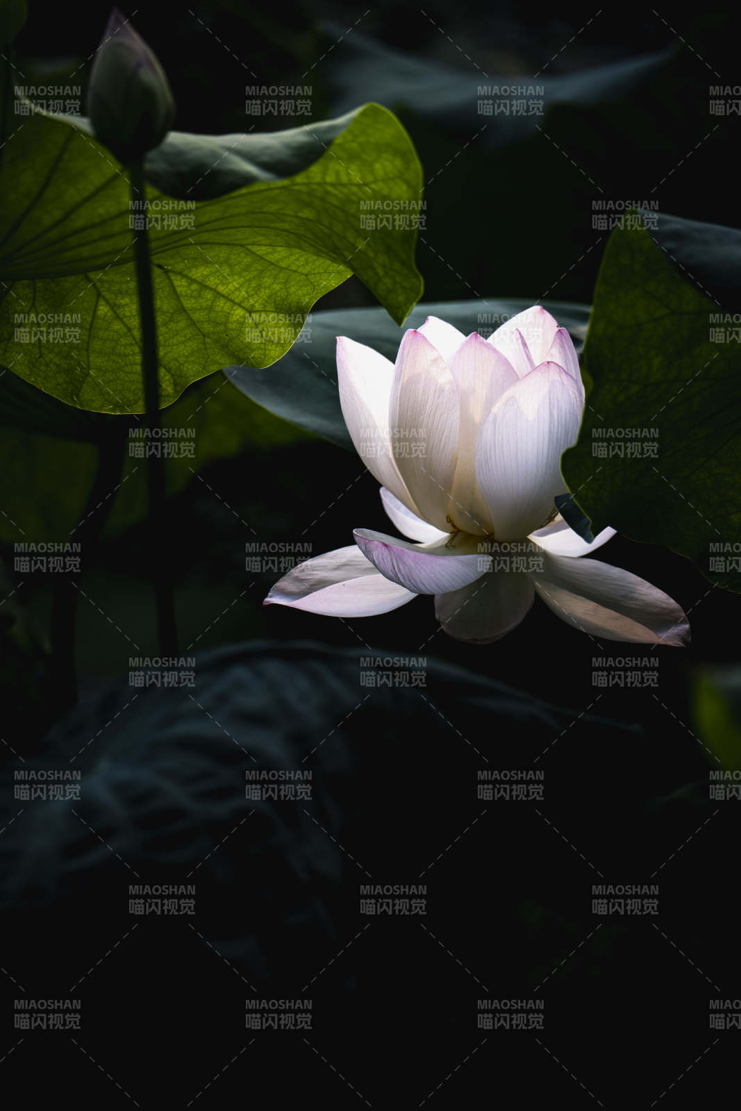 莲韵幽香图片