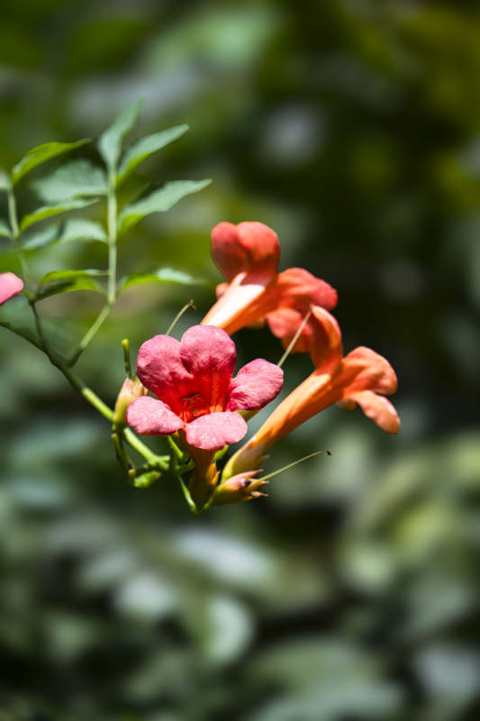 橙红花绽放枝头图片