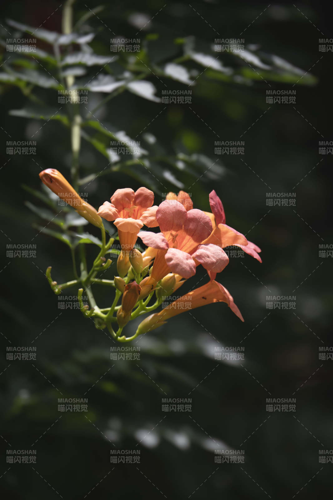 橙色喇叭花绽放图片