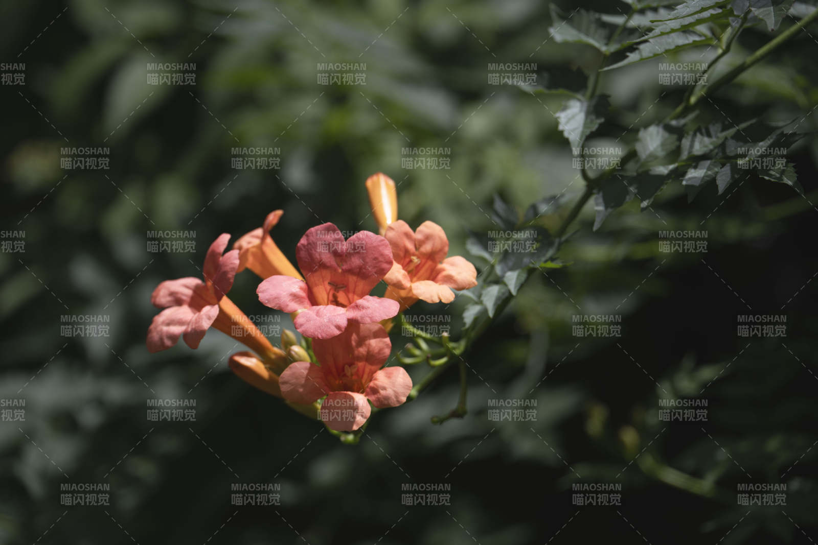 橙色喇叭花绽放图片