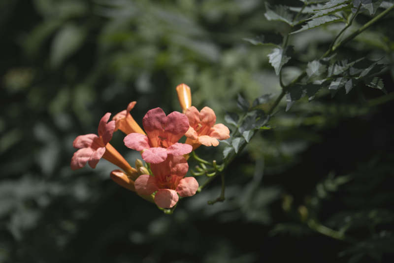 橙色喇叭花绽放图片