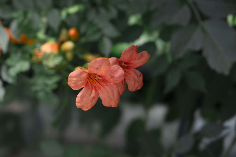 橙色花朵绽放图片