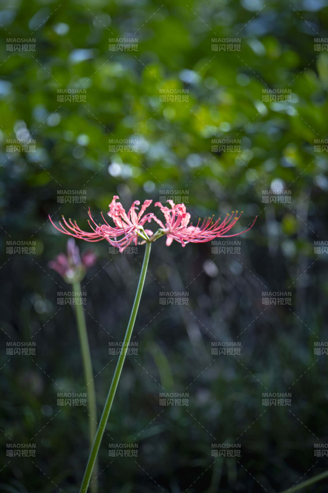 彼岸花绽放图片