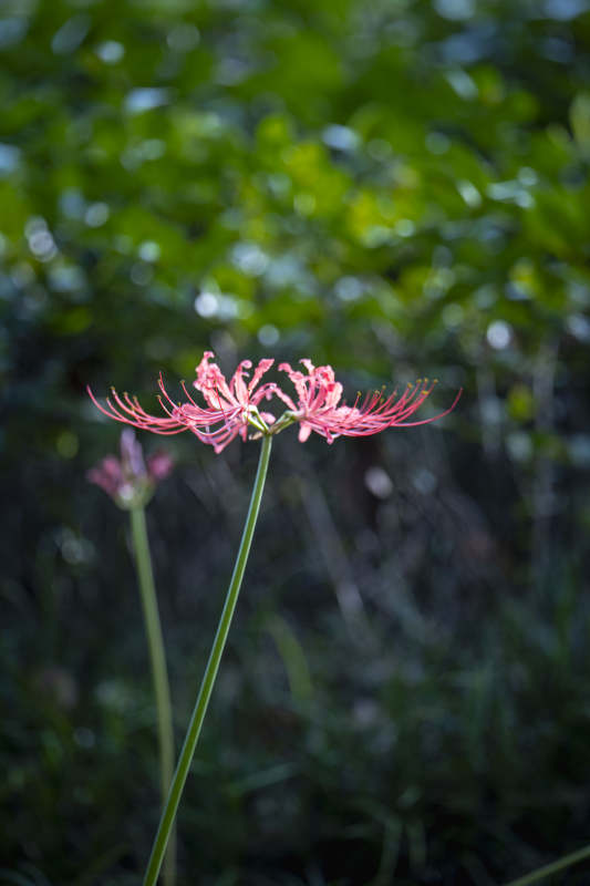 彼岸花绽放图片