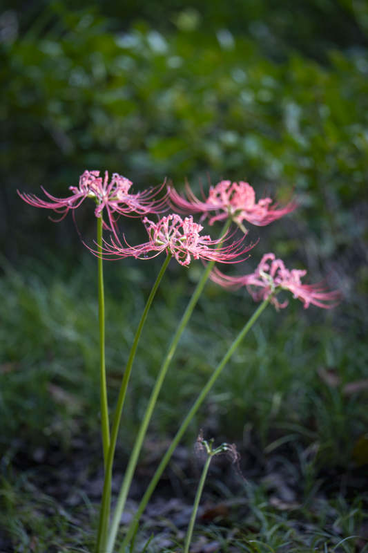 彼岸花绽放图片