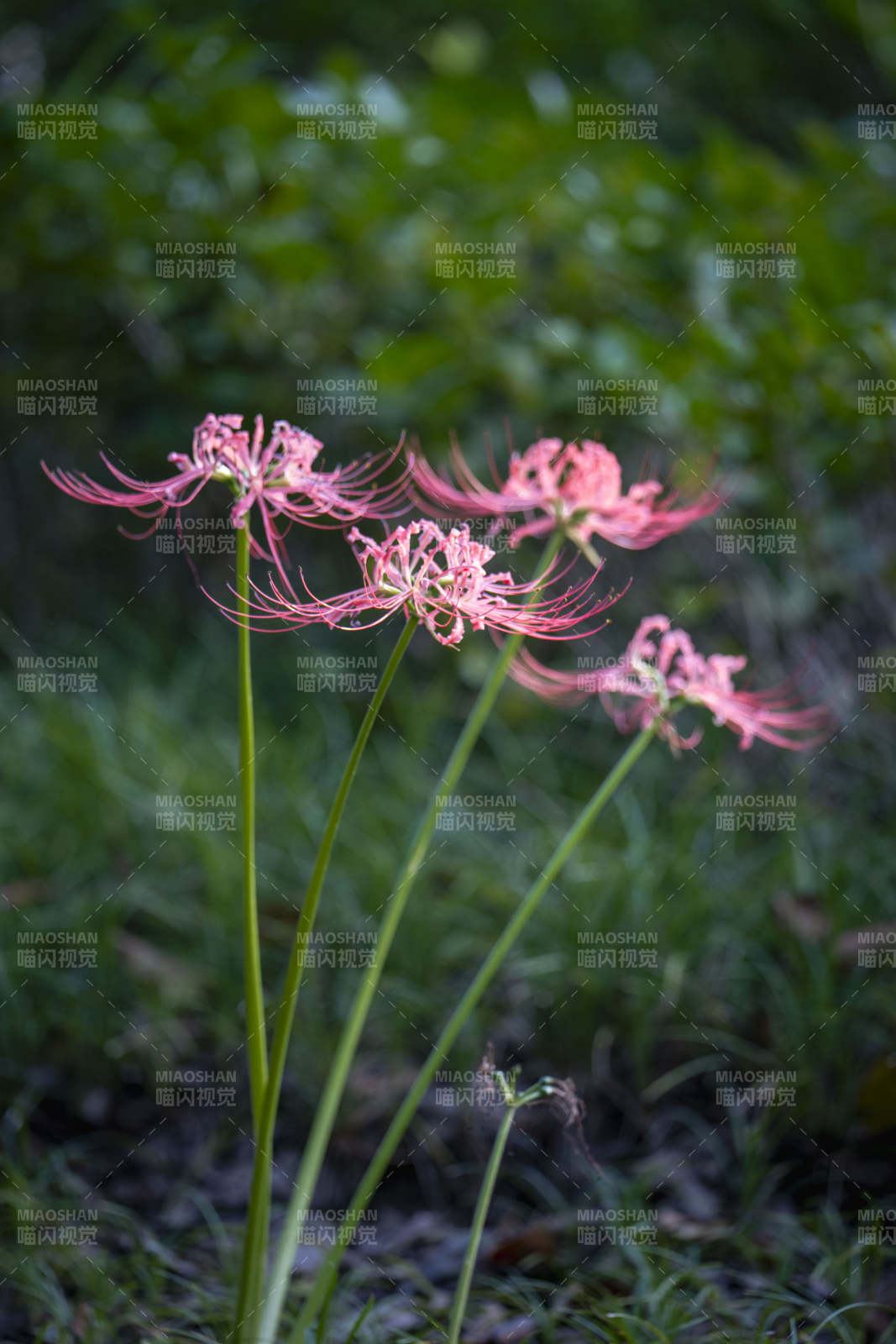 彼岸花绽放图片