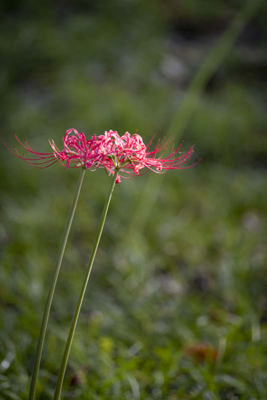 彼岸花绽放图片