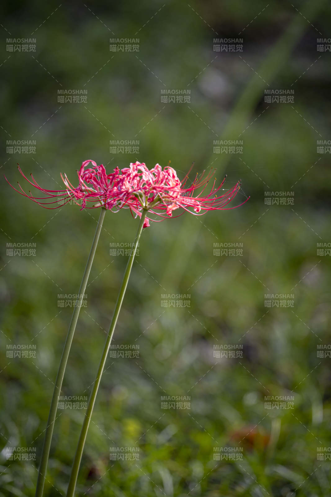 彼岸花绽放图片