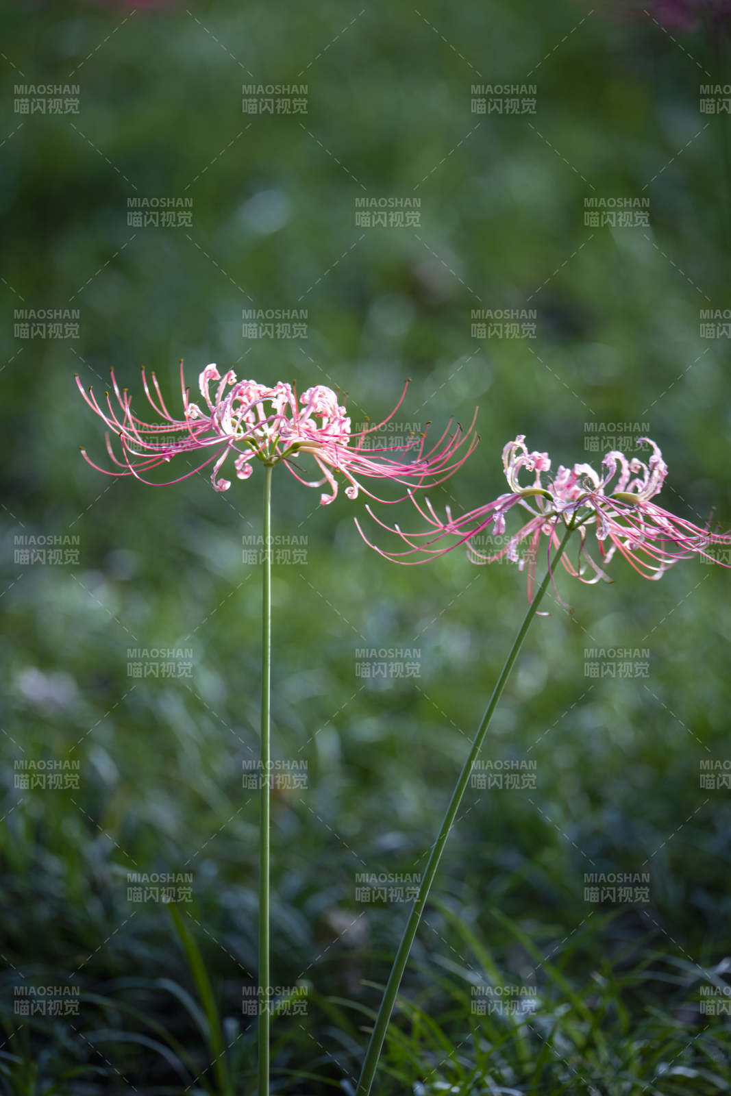 彼岸花绽放图片