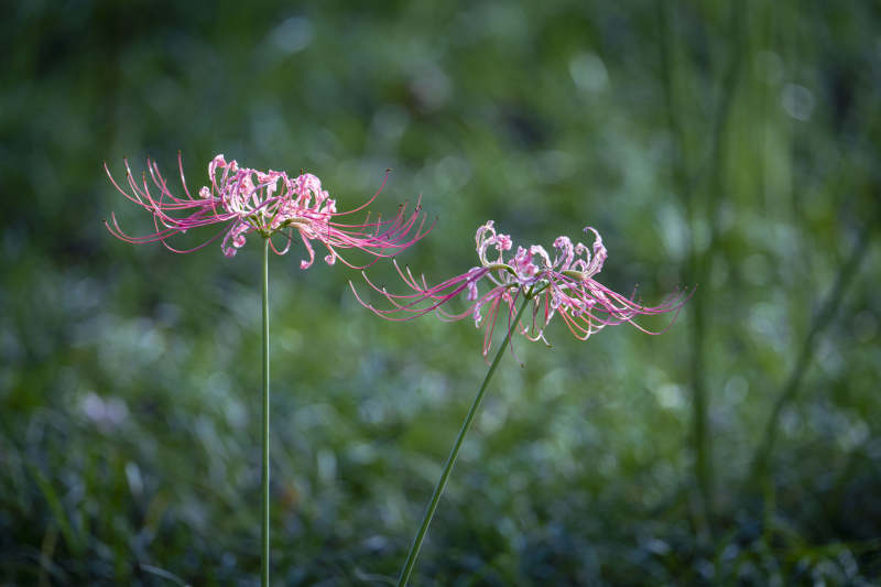 彼岸花绽放图片