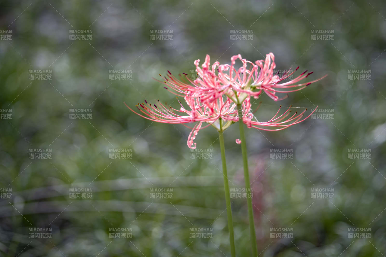 彼岸花绽放图片