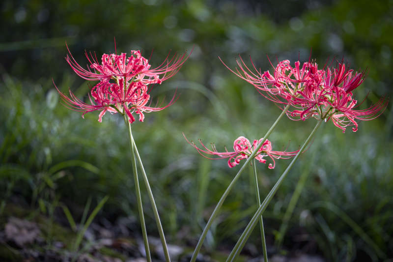 彼岸花绽放图片