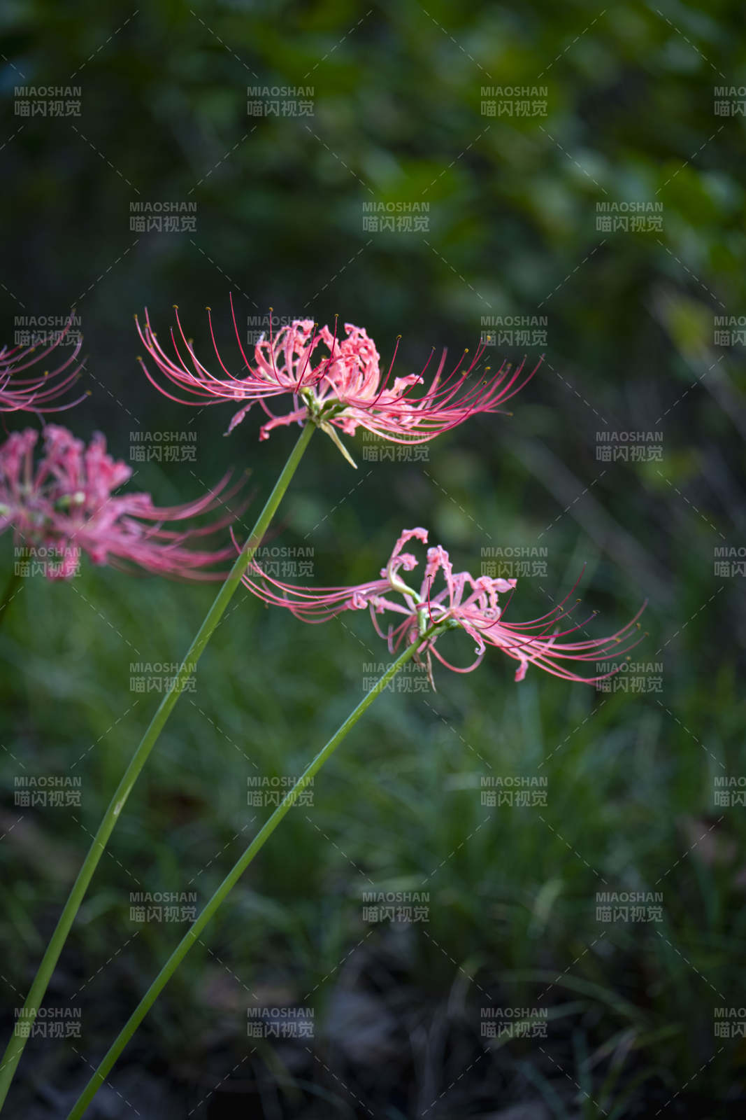 彼岸花绽放图片