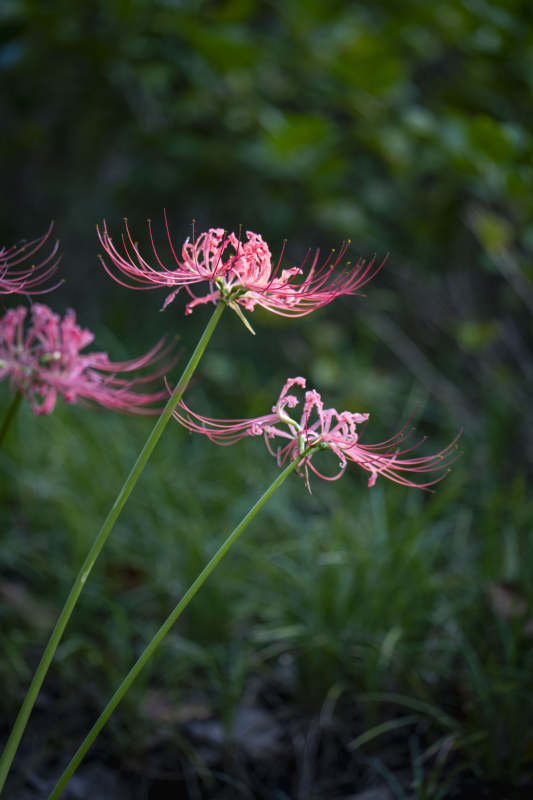 彼岸花绽放图片