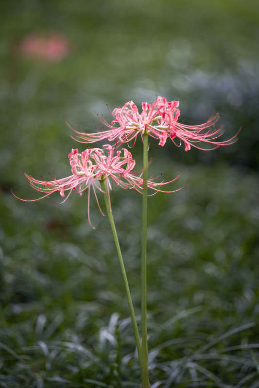 彼岸花绽放图片