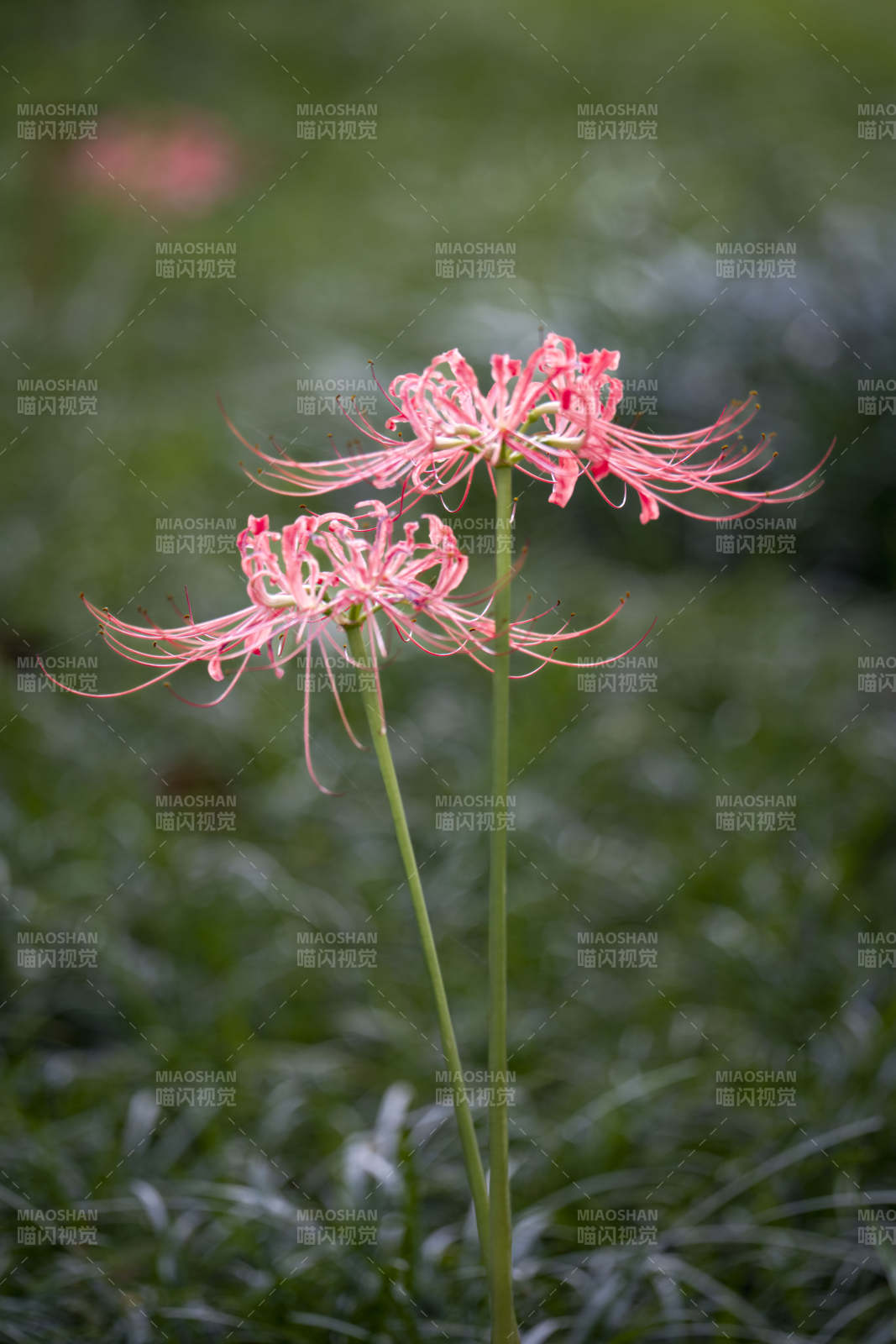 彼岸花绽放图片