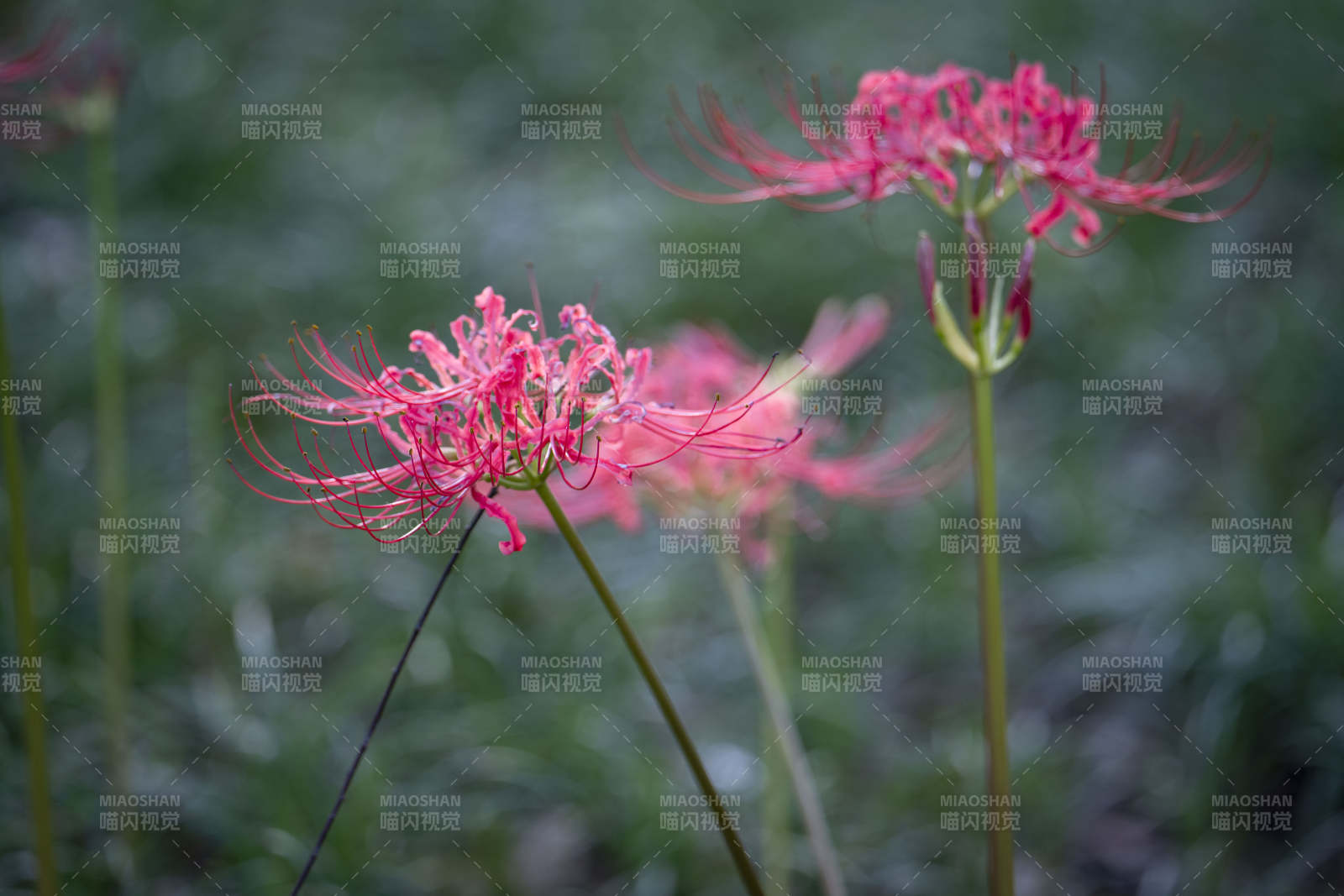 彼岸花绽放图片