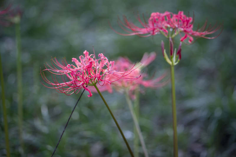 彼岸花绽放图片