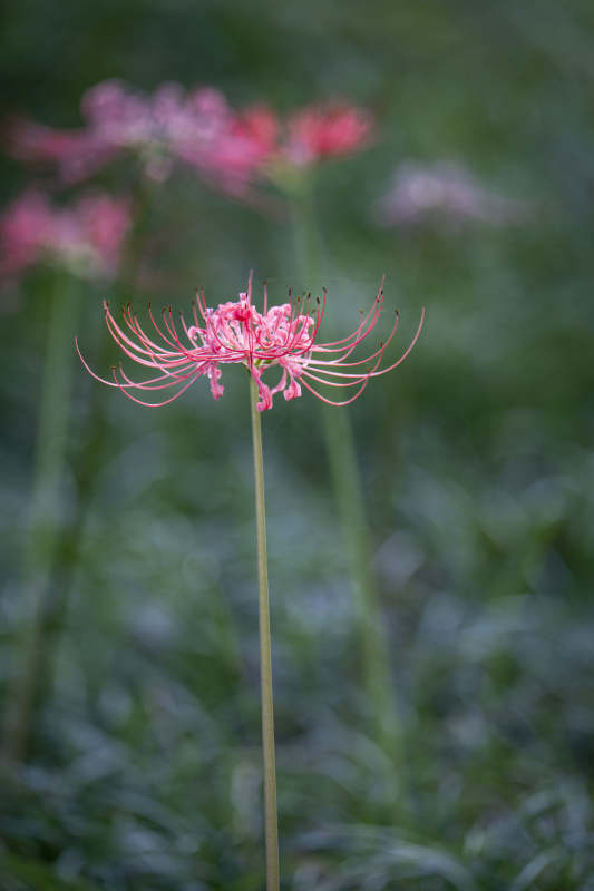 彼岸花绽放图片