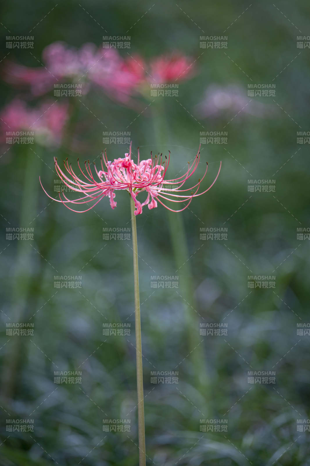 彼岸花绽放图片