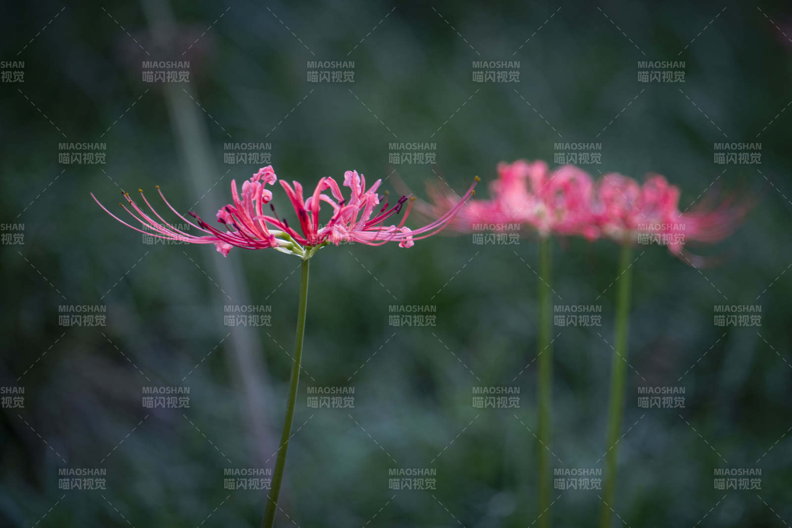 彼岸花绽放图片