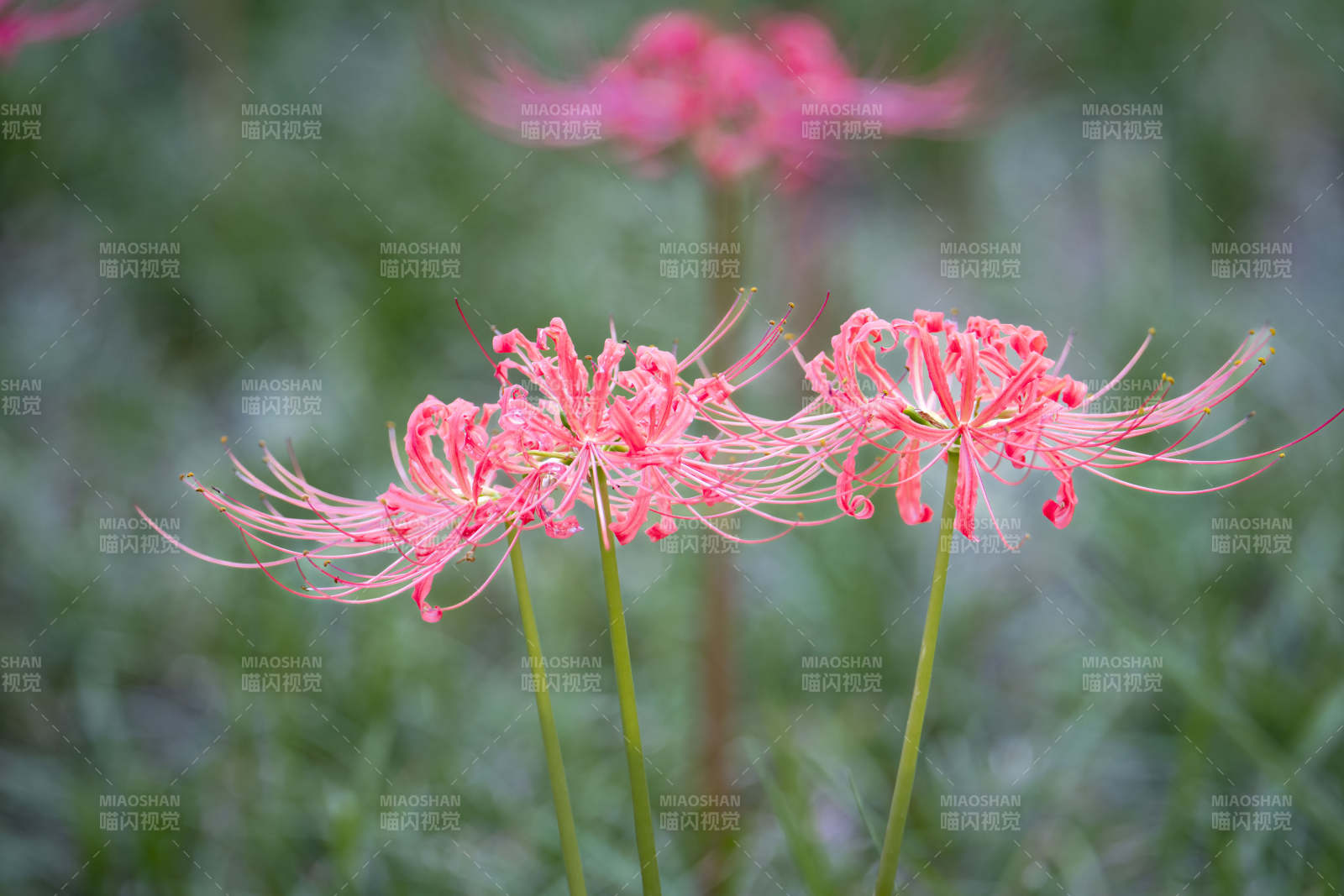 彼岸花绽放图片