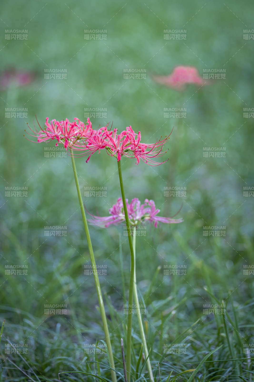 彼岸花绽放图片