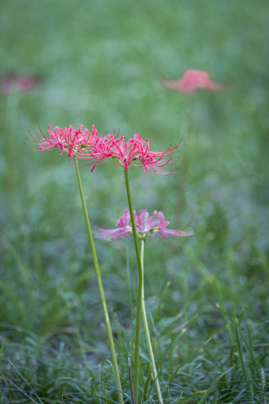 彼岸花绽放图片