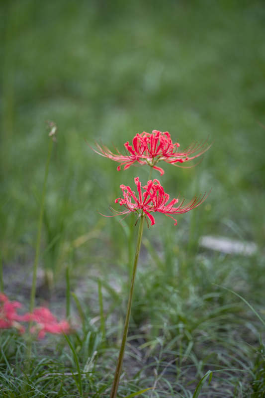 彼岸花绽放图片