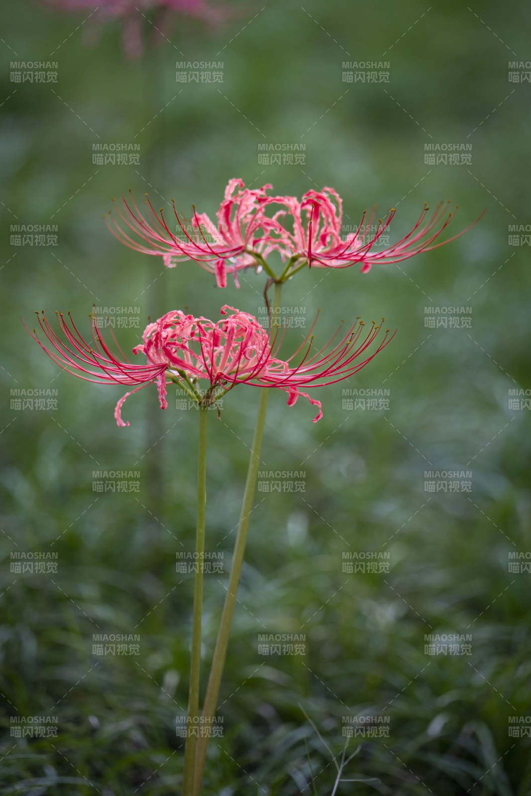 彼岸花绽放图片