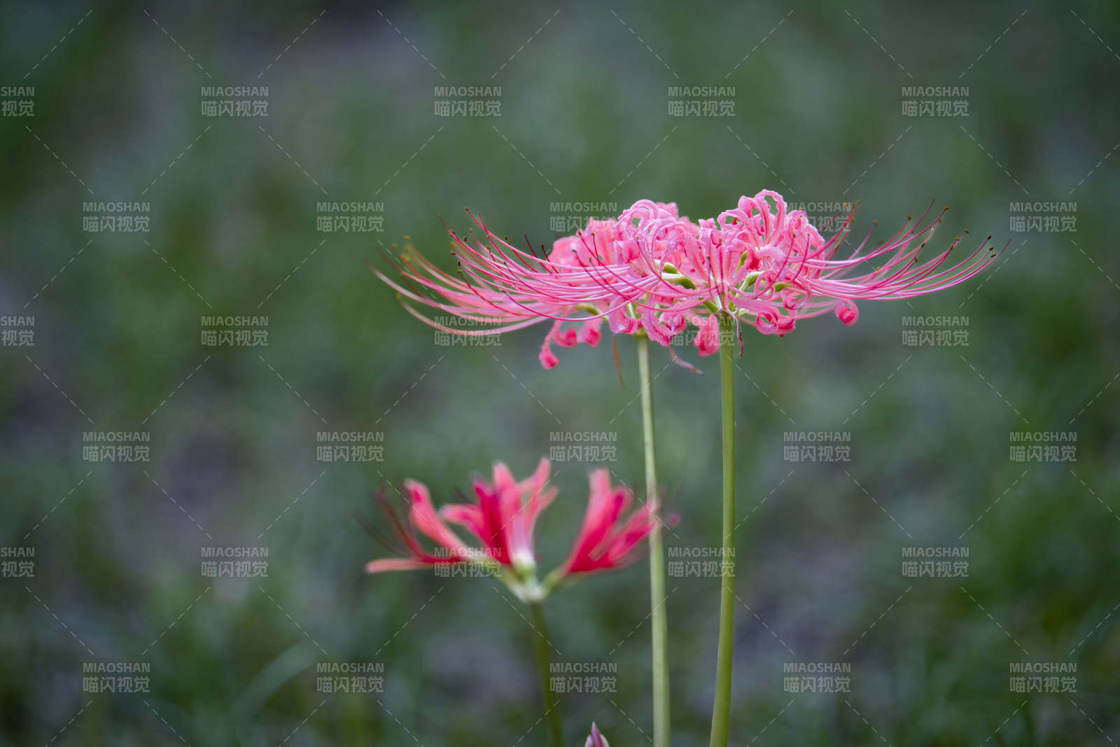 彼岸花绽放图片