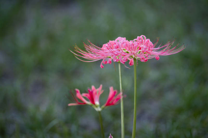 彼岸花绽放图片
