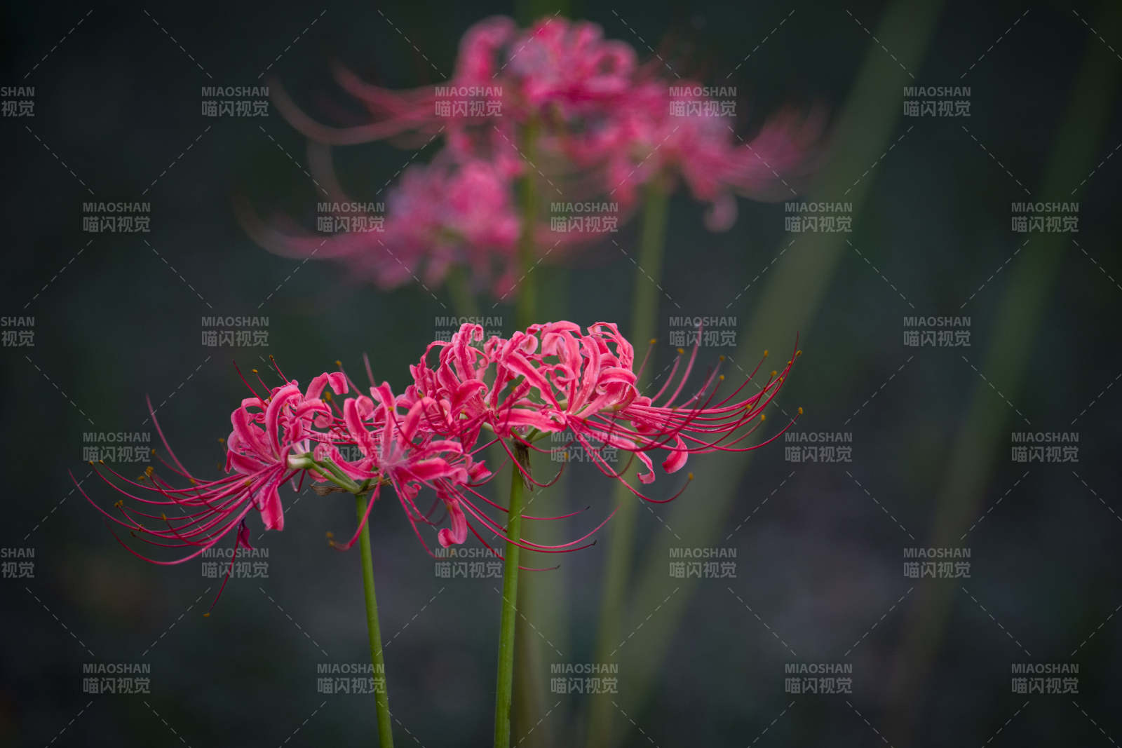 彼岸花绽放图片