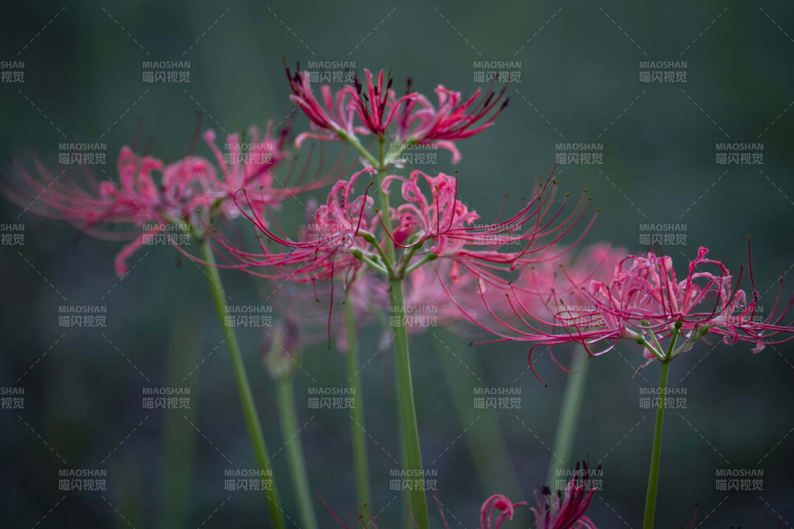 彼岸花绽放图片