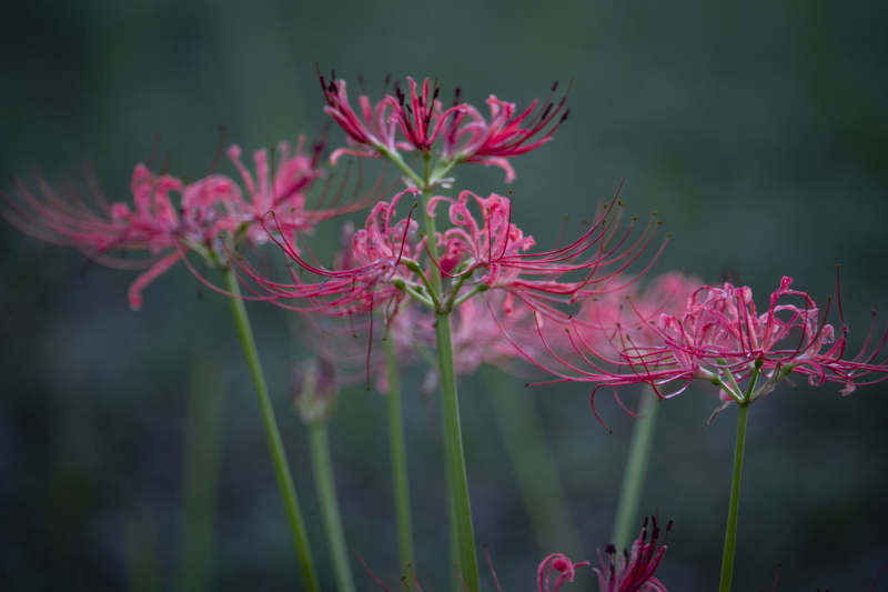 彼岸花绽放图片
