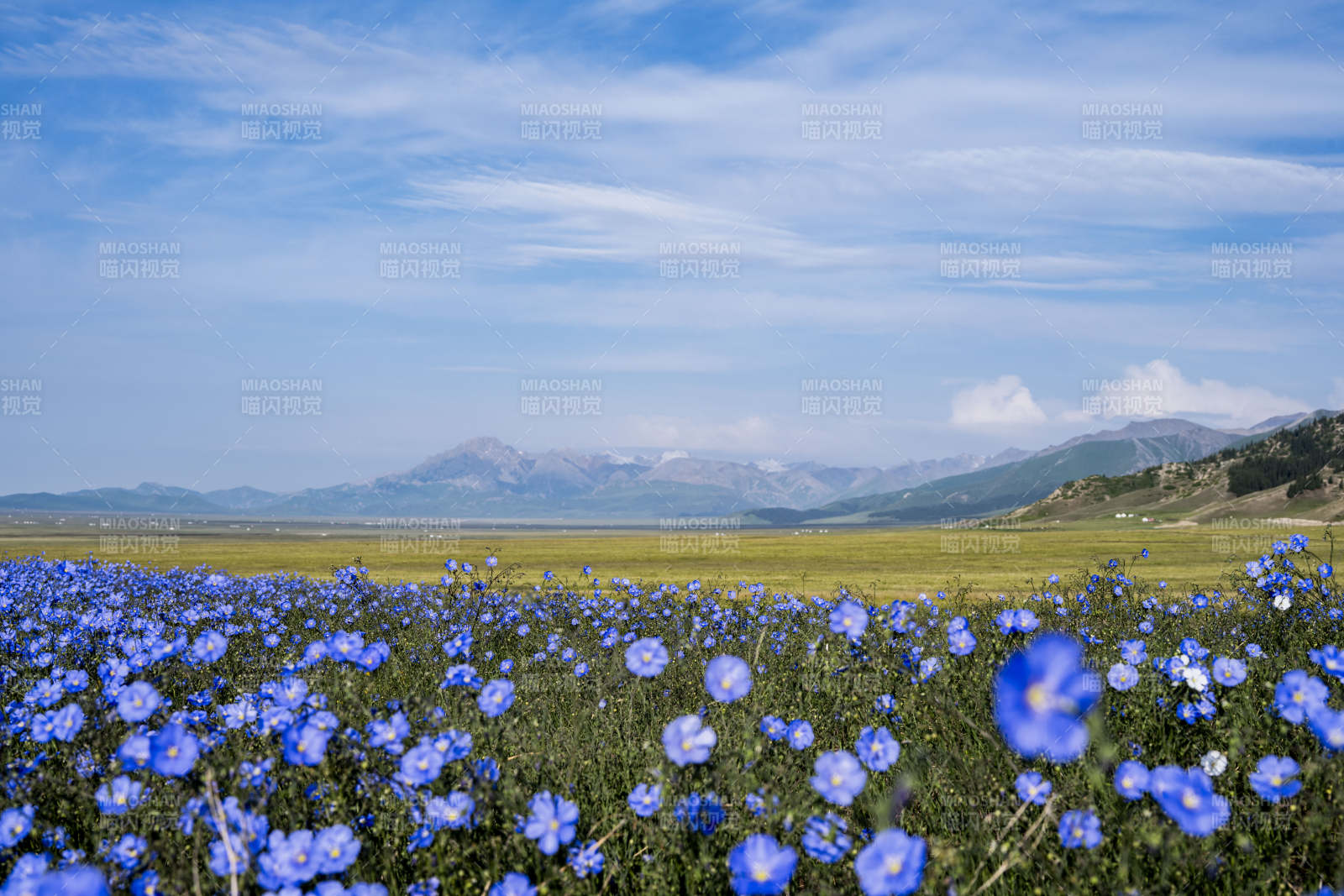 蓝花漫野山景图片