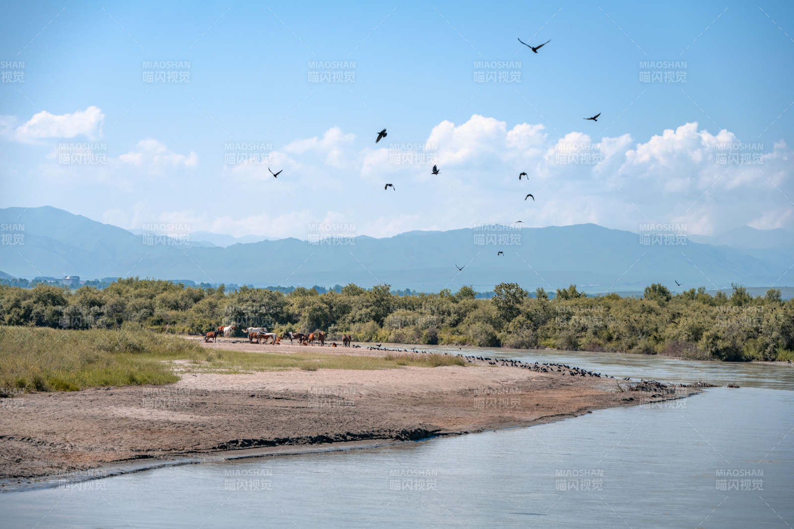河畔飞鸟掠影图片