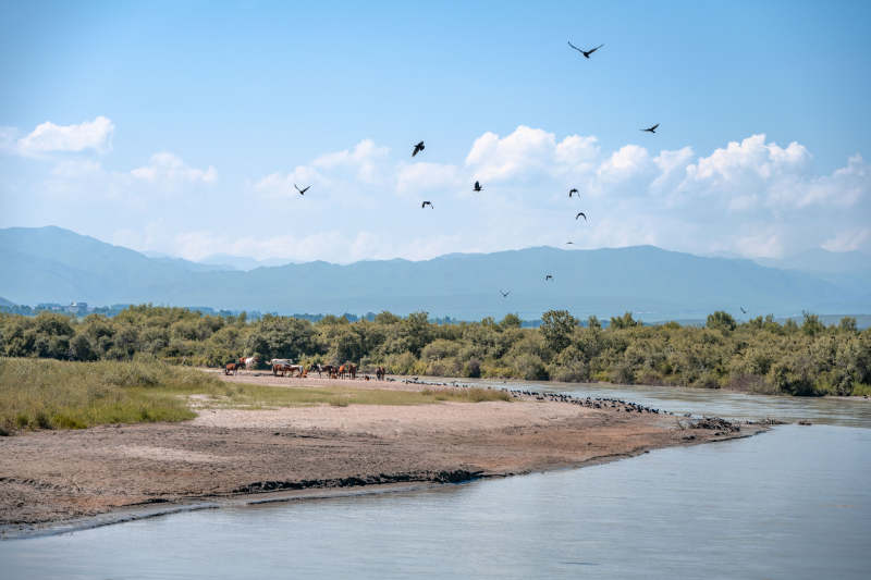 河畔飞鸟掠影图片