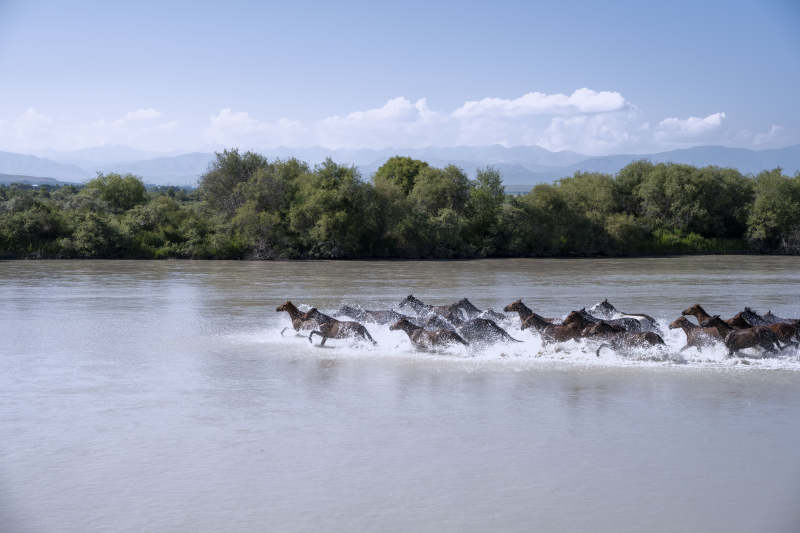 群马奔腾过河图片