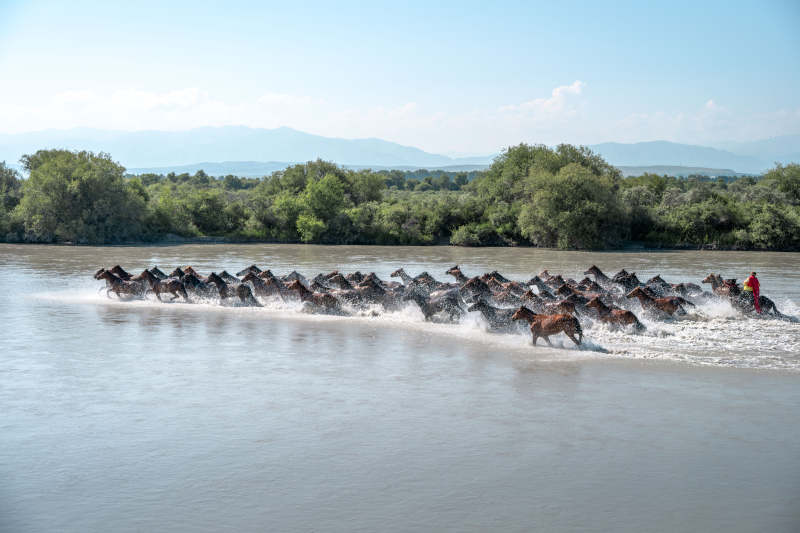 骏马奔腾过河图片
