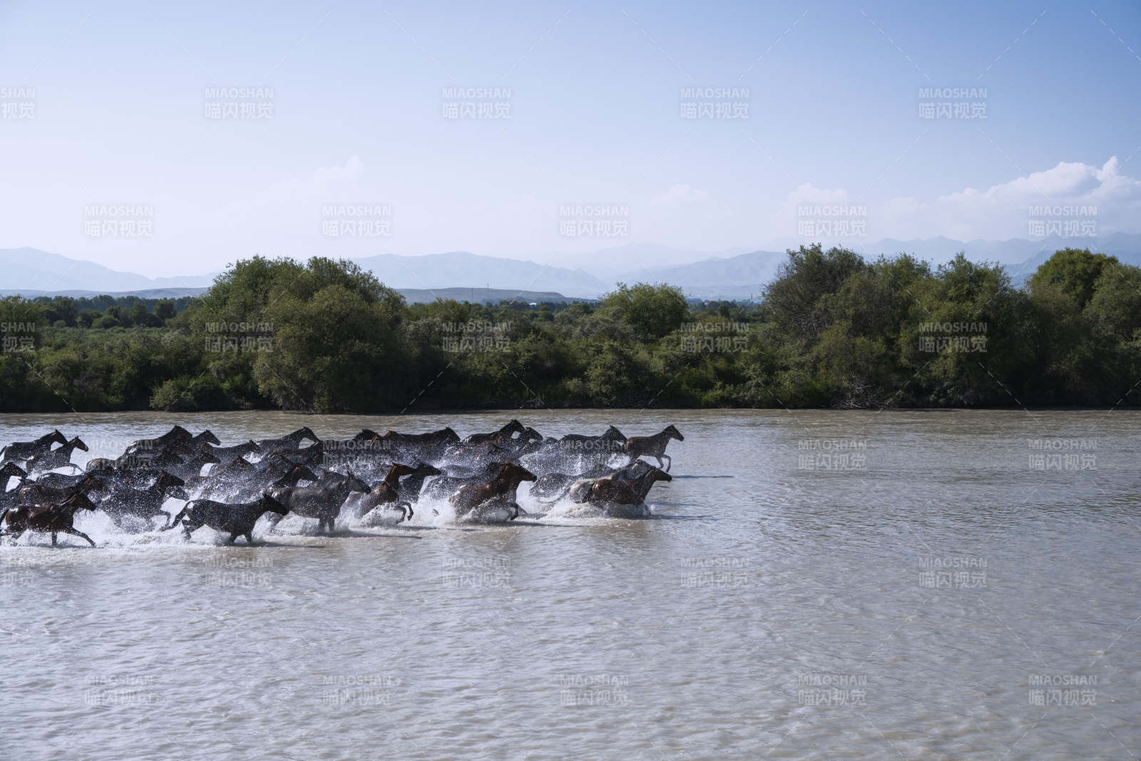 马群奔腾过河图片