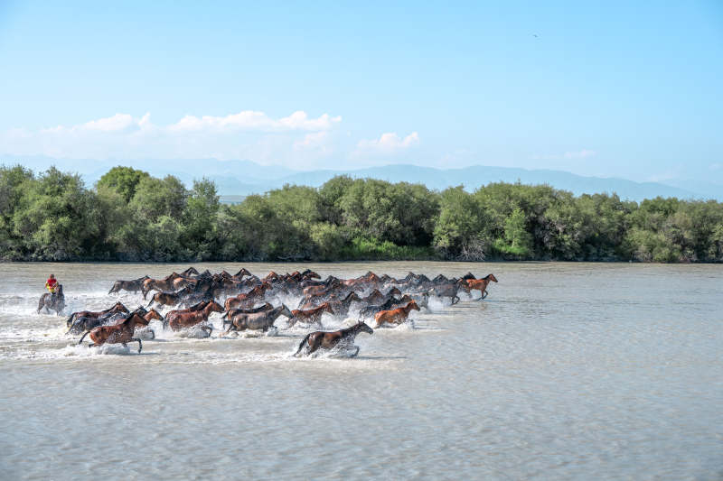 马群涉水奔腾图片
